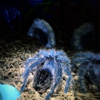 Lasiodora itabunae?