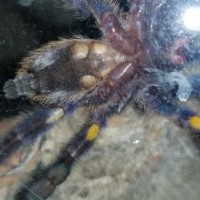 Poecilotheria Metallica