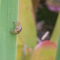 Cytaea sp. Jumping spider