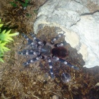 Geniculata Sling