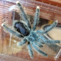 Avicularia