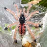 Avicularia avicularia Sling (1.25")