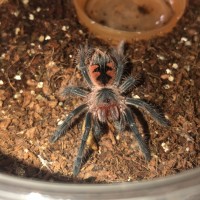 Pamphobeteus sp. ‘mascara’