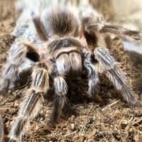 Grammostola sp. concepcion