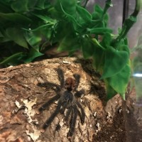 Avicularia avicularia?