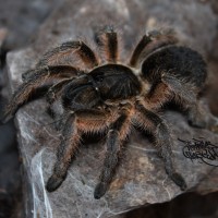H. gigas
