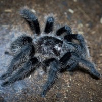 Grammostola grossa Juvenile Female