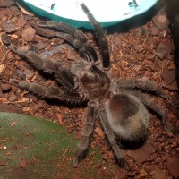 Stretch Dozer (♀ Grammostola pulchra 3.5")