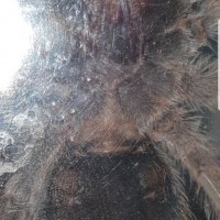 Grammostola rosea [ventral sexing] #1