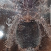 Grammostola rosea [ventral sexing] #2