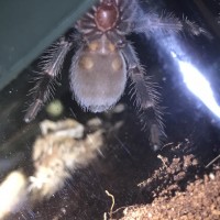 Brachypelma hamorii