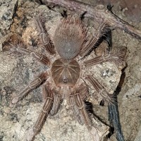 Big boy (T. stirmi)