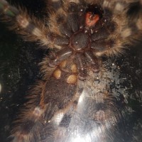 Poecilotheria tigrinawesseli juvie