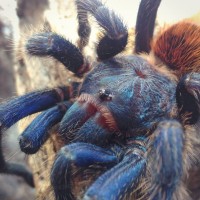 Chromatopelma Cyaneopubescens