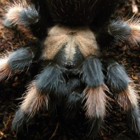 Brachypelma Emilia