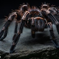 Acanthoscurria geniculata