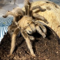 Aphonopelma chalcodes