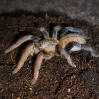 Cyriopagopus lividus (Smith, 1996) _1