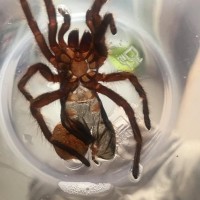 Grammostola Pulchripes