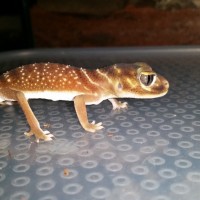 Smooth Knob Tailed Gecko