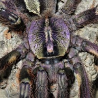 Poecilotheria ornata