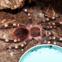 Supergenic (♂ Acanthoscurria geniculata 4″)