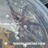 Ybyrapora sooretama