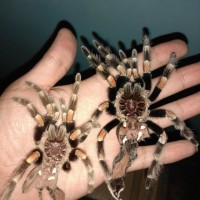 0.1 Brachypelma hamorii