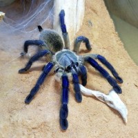 M.balfouri Adult female