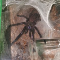 Chilobrachys sp "Electric Blue"