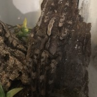 Poecilotheria vittata