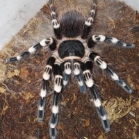 A. geniculata young female