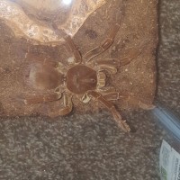 Female T. Stirmi