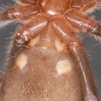 Brachypelma boehmei