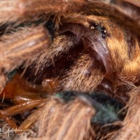 Chromatopelma cyaneopubescens 1 1/2" sling