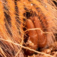 Chromatopelma cyaneopubescens Spinnerets