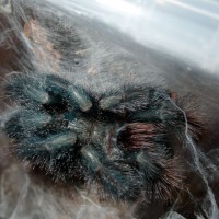 A very fresh A.avicularia