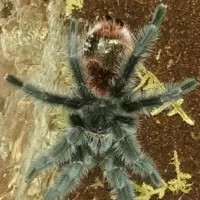 Grammostola iheringi