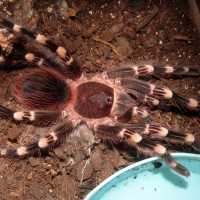 The Pool Boy (♂ Acanthoscurria geniculata 4")