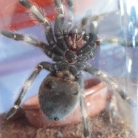 Brachypelma hamorii [Ventral Sexing]