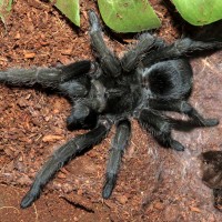 Flash and the Mask (♀ Grammostola pulchra 3.5")
