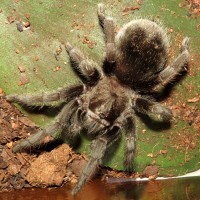 Bulldozer (♀ Grammostola pulchra 3.5")