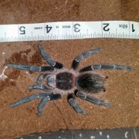 Lasiodora parahybana