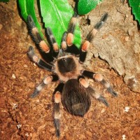 B. hamorii male