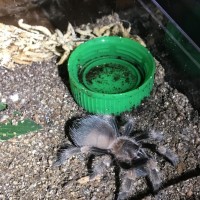 Brachypelma hamorii enjoying a cricket