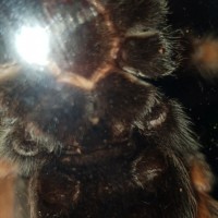 Brachypelma Boehmei