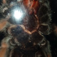 Brachypelma Boehmei