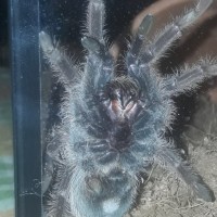 Brachypelma albopilosum [ventral sexing]