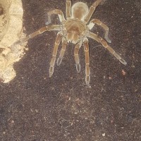 T stirmi 5''