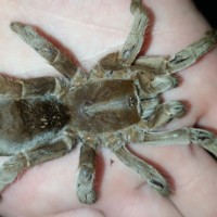 My favourite tarantula has passed